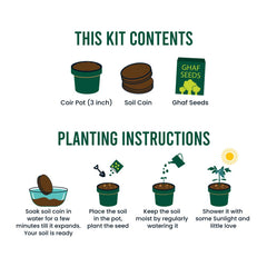 Custom Printed Plantable Kit With Ghaf Seeds In Kraft Box | Exhibitions, Conferences, Corporate Events | Yalla Printing UAE