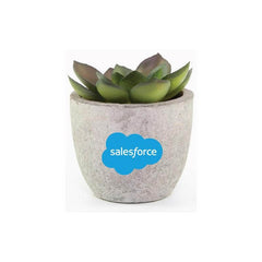 CAMAS – Artificial Succulent Plant in Pulp Pot | Custom Packaging Printing | Free Design Support | Yalla Printing UAE