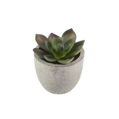 CAMAS – Artificial Succulent Plant in Pulp Pot | Custom Packaging Printing | Free Design Support | Yalla Printing UAE