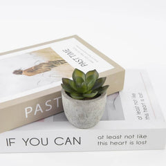 CAMAS – Artificial Succulent Plant in Pulp Pot | Custom Packaging Printing | Free Design Support | Yalla Printing UAE